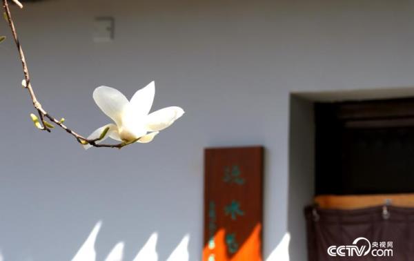 西安长安区弥陀寺“千年”白玉兰进入盛花期