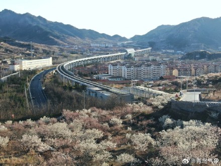 2024花海崂山春季赏花地图 2024花海崂山春季赏花地图