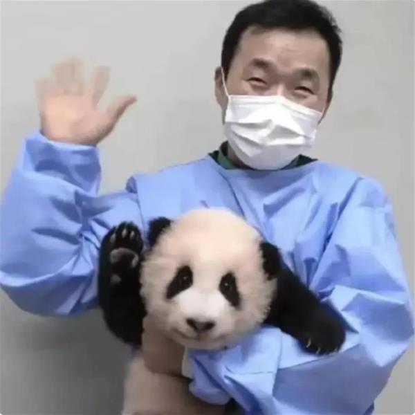 旅韩大熊猫“福宝”即将回川！饲养员姜爷爷全程护送
