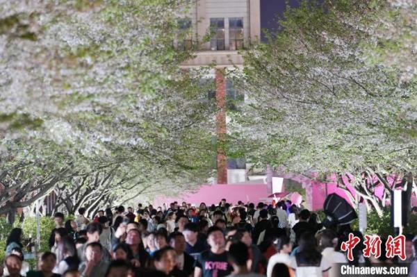 长沙夜樱盛开 市民夜间赏春色