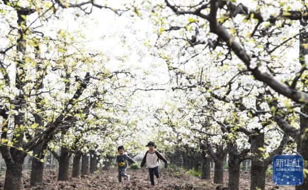 花开神州春光好