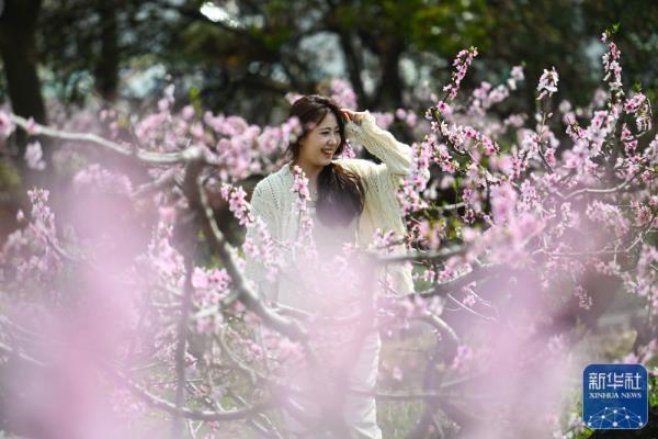 江苏镇江：桃花盛开引客来