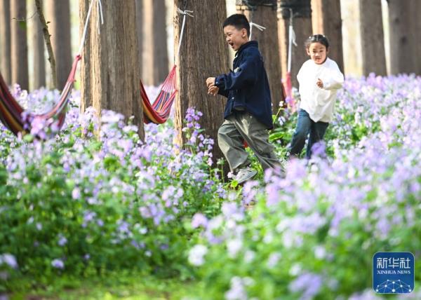 江苏金湖：水上森林乐享周末时光