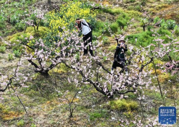 江苏镇江：桃花盛开引客来