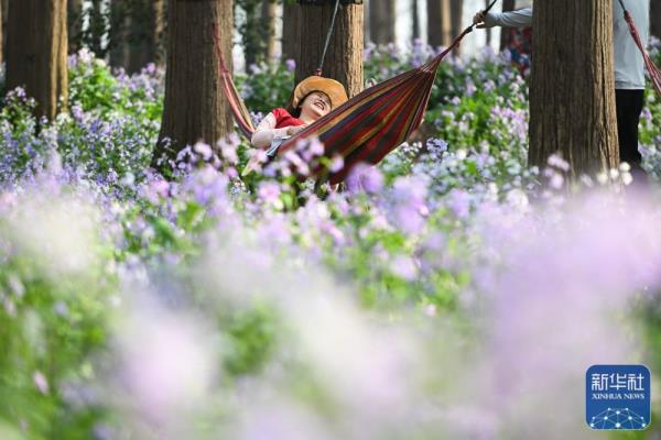 江苏金湖：水上森林乐享周末时光