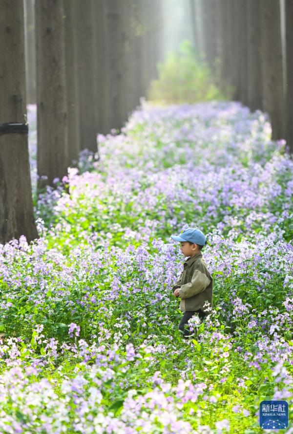 江苏金湖：水上森林乐享周末时光
