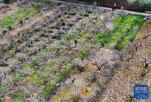 江苏镇江：桃花盛开引客来