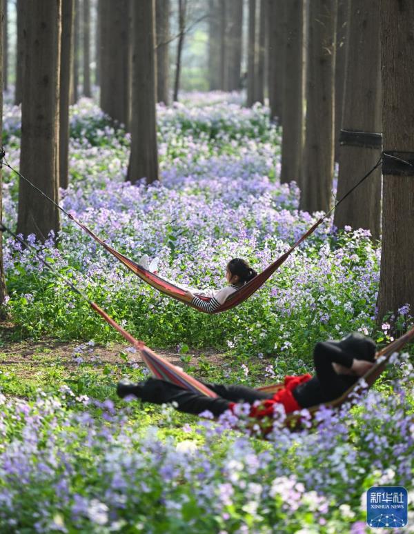 江苏金湖：水上森林乐享周末时光