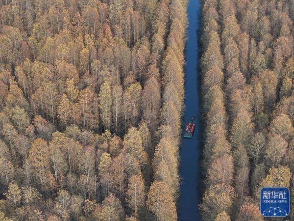 江苏金湖：水上森林乐享周末时光