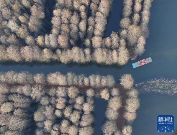 江苏金湖：水上森林乐享周末时光