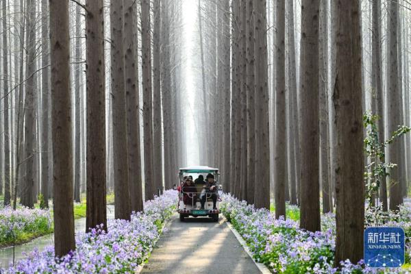 江苏金湖：水上森林乐享周末时光