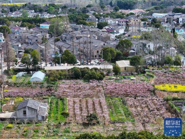 江苏镇江：桃花盛开引客来