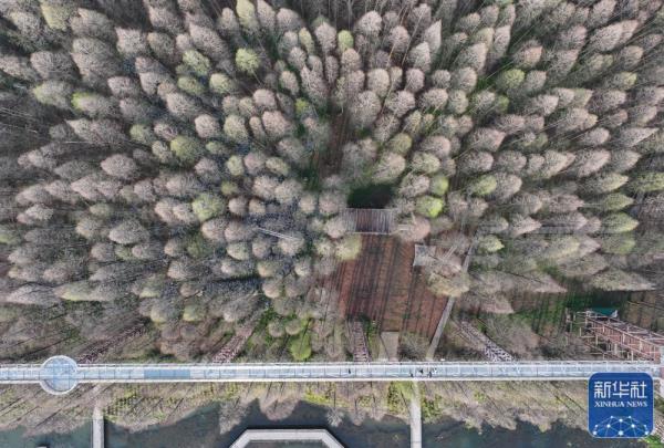 江苏金湖：水上森林乐享周末时光