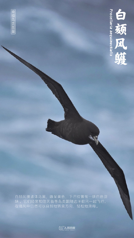 认识一下吧!我是来自南极的鸟儿 认识一下吧!我是来自南极的鸟儿