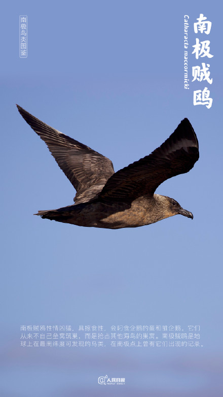 认识一下吧!我是来自南极的鸟儿 认识一下吧!我是来自南极的鸟儿