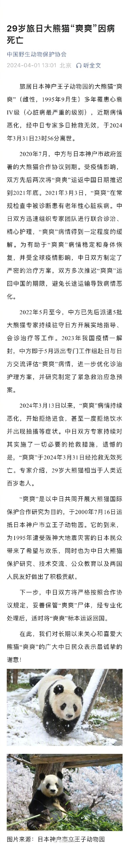 29岁旅日大熊猫爽爽因病死亡