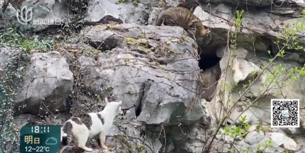 上海知名公园流浪猫被虐！获救之后，猫咪们又将何去何从？