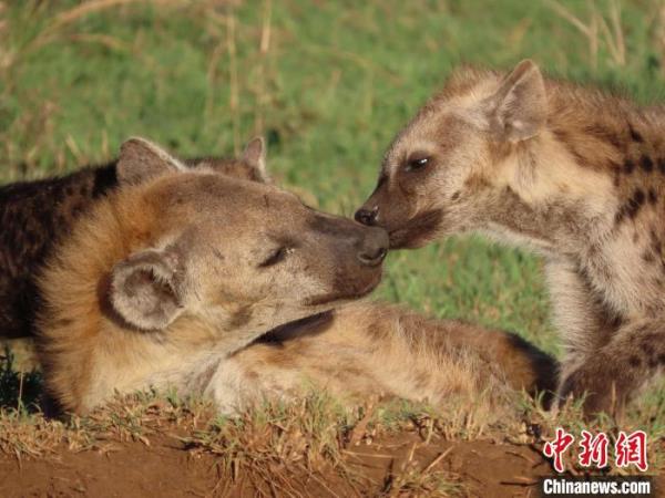 国际最新研究：斑鬣狗DNA遗传信息反映社会地位等级