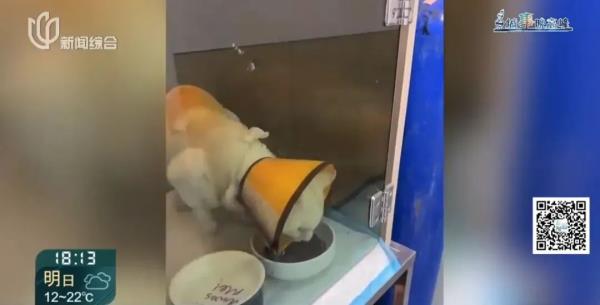 上海知名公园流浪猫被虐！获救之后，猫咪们又将何去何从？