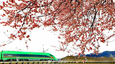 坐火车去林芝看桃花 坐火车去林芝看桃花