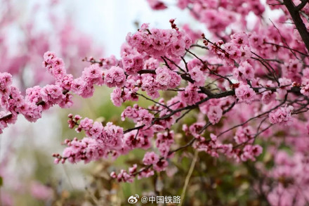 坐火车去林芝看桃花 坐火车去林芝看桃花