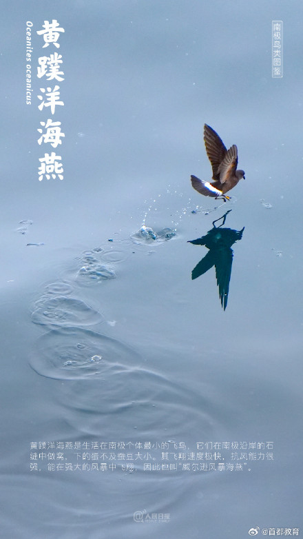 涨知识!一起研学南极鸟类图鉴 涨知识!一起研学南极鸟类图鉴