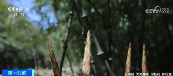 春天也是“收获季” 山间竹笋和海中“菜田”迎来丰收