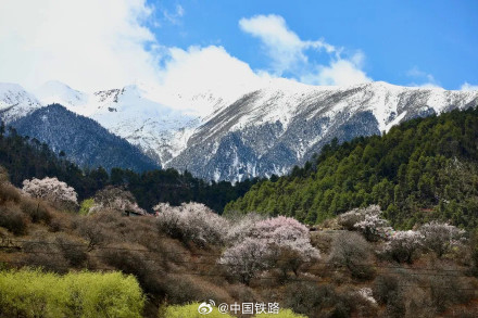 坐火车去林芝看桃花