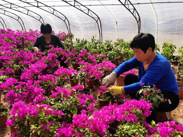 河北高碑店：鲜花种植催生乡村振兴“美丽产业”