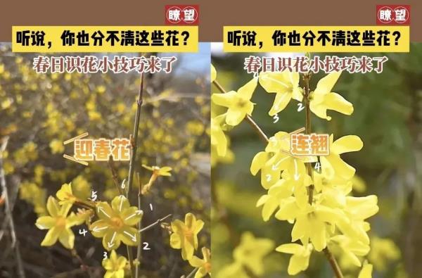 桃花、樱花、杏花…你到底是什么花！