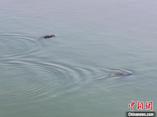 江豚春游候鸟留 洞庭湖生态治理还有何目标？