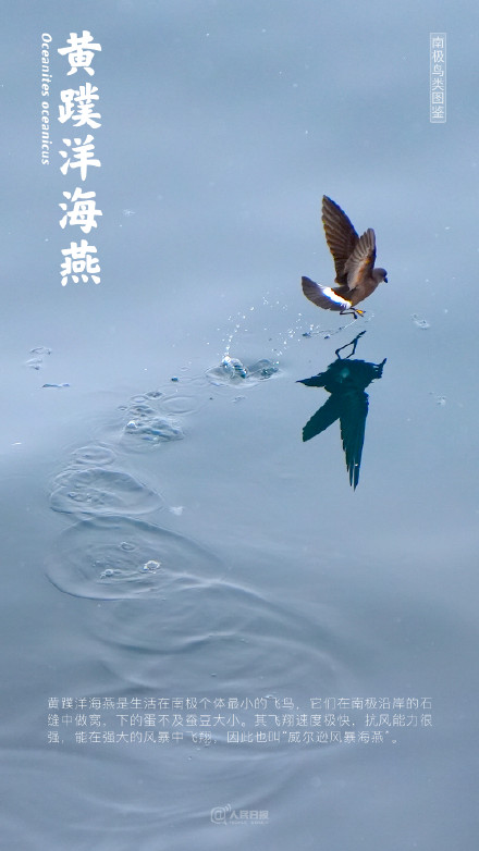 认识一下吧!我是来自南极的鸟儿 认识一下吧!我是来自南极的鸟儿