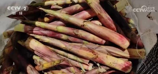 春天也是“收获季” 山间竹笋和海中“菜田”迎来丰收