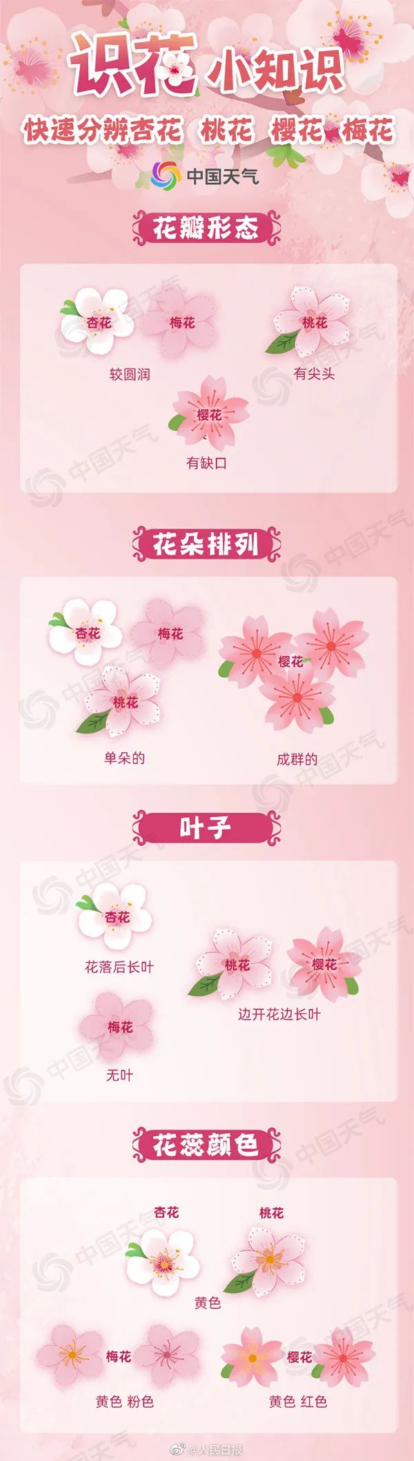 桃花、樱花、杏花…你到底是什么花！