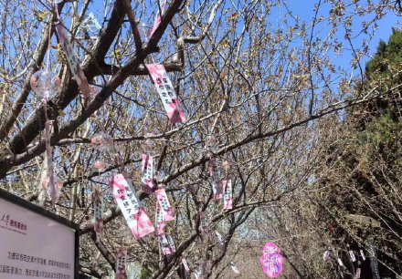 清明节假期西安交大将对社会开放 市民可微信预约赏花 清明节假期西安交大将对社会开放 市民可微信预约赏花
