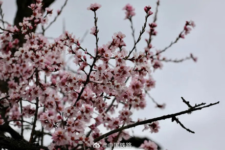 坐火车去林芝看桃花 坐火车去林芝看桃花
