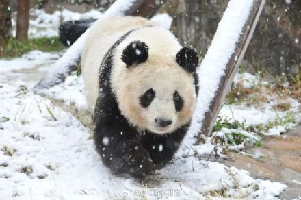 29岁旅日大熊猫“爽爽”因病死亡