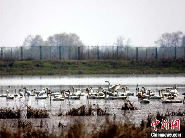 江豚春游候鸟留 洞庭湖生态治理还有何目标？