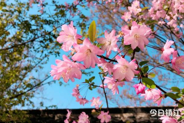 镇江人警惕！最近多发，严重可致命