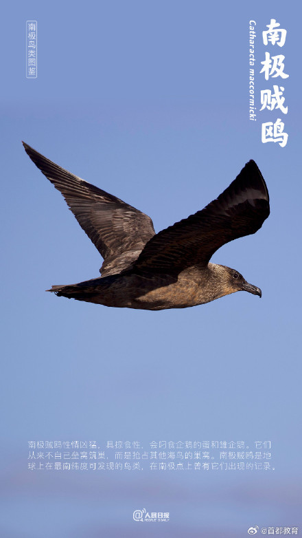 涨知识!一起研学南极鸟类图鉴 涨知识!一起研学南极鸟类图鉴
