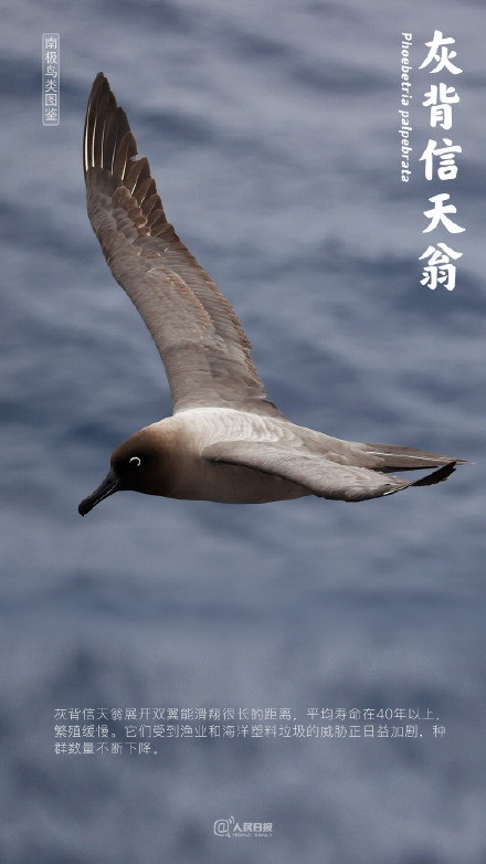 认识一下吧!我是来自南极的鸟儿 认识一下吧!我是来自南极的鸟儿