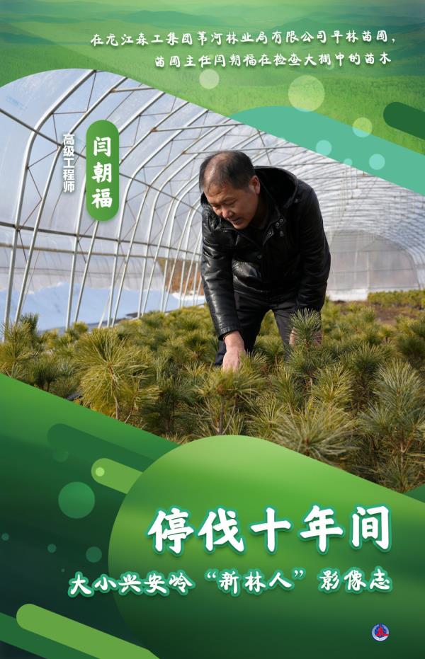 海报丨大小兴安岭的“新林人” 海报丨大小兴安岭的“新林人”