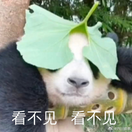 熊猫福宝名场面合集