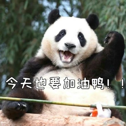 熊猫福宝名场面合集