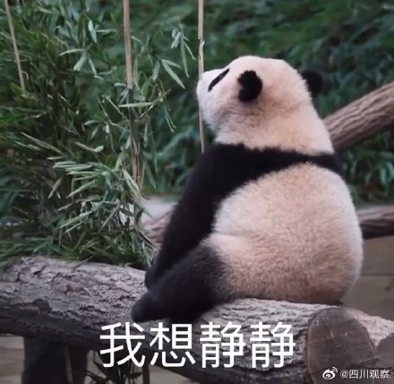 熊猫福宝名场面合集