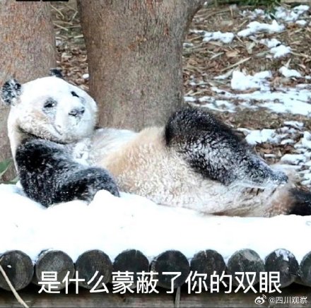 熊猫福宝名场面合集