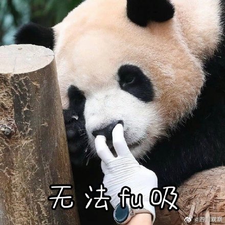 熊猫福宝名场面合集