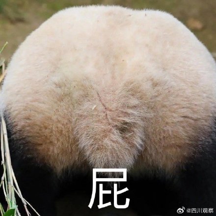 熊猫福宝名场面合集