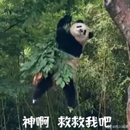 熊猫福宝名场面合集