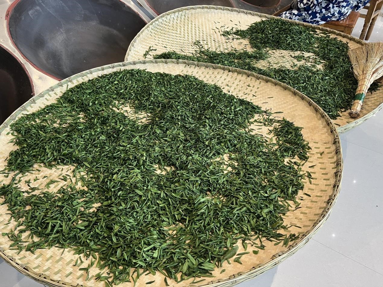 安徽六安:春光一片好 茶香飘四野 安徽六安:春光一片好 茶香飘四野